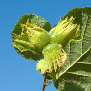 Haselnuesse  Corylus  avellana
