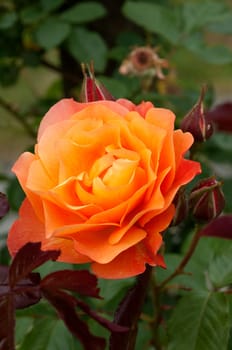 Edelrose, orange