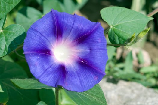 Funnel winch,Ipomoea purpurea