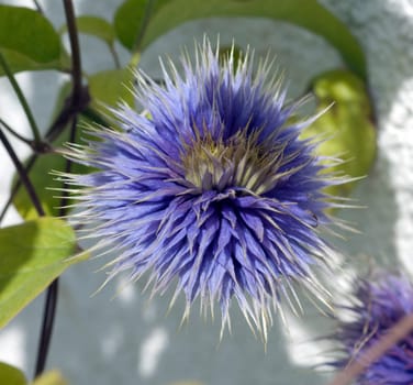 Clematis  The President