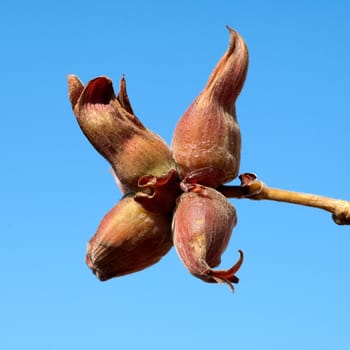 Haselnuesse  Corylus  avellana