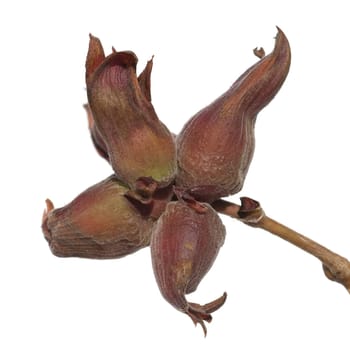 Haselnuesse  Corylus  avellana