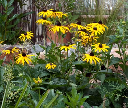 Sun hat  Rudbeckia hirta