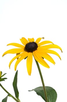 Sun hat  Rudbeckia hirta