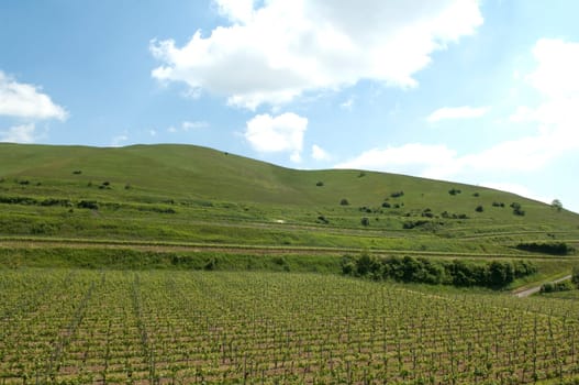 Haselschacher, Buck, kaiserstuhl