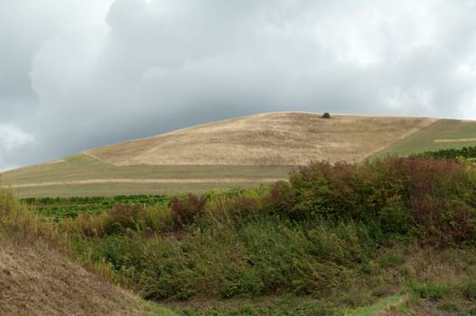 Weinberge, Haselschacher, Buck