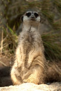Erdmaennchen, Suricata suricatta