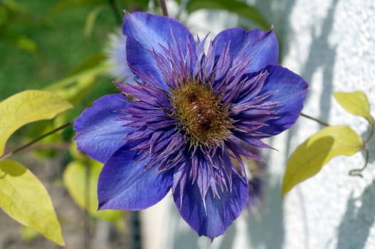 Clematis  The President