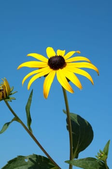 Sun hat  Rudbeckia hirta