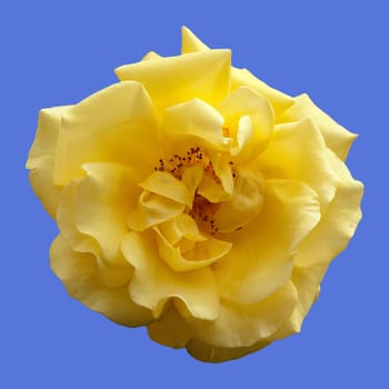 Kletterrose, Golden Gate