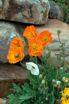 Islaendischer  Mohn  Papaver  nudicaule