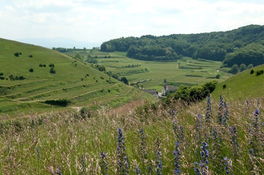 Haselschacher, Buck, kaiserstuhl