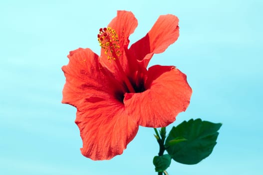 Hibiscus rosa-sinensis  Roseneibisch