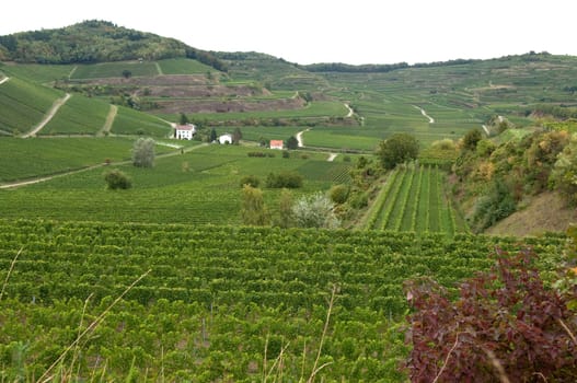 Weinterrassen Blankenhornsberg, Kaiserstuhl