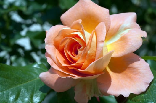 Edelrose, orange