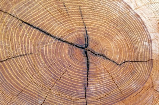 Jahresringe, holzscheibe, Baumscheibe