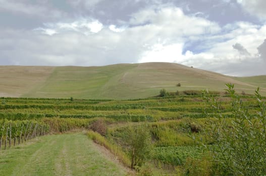 Weinberge, Haselschacher, Buck