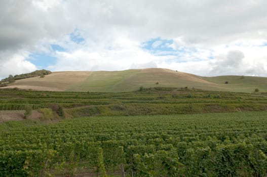 Weinberge, Haselschacher, Buck