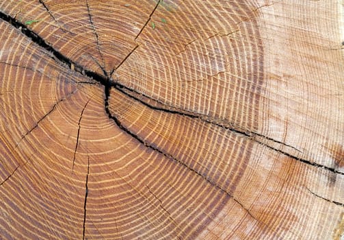 Jahresringe, holzscheibe, Baumscheibe