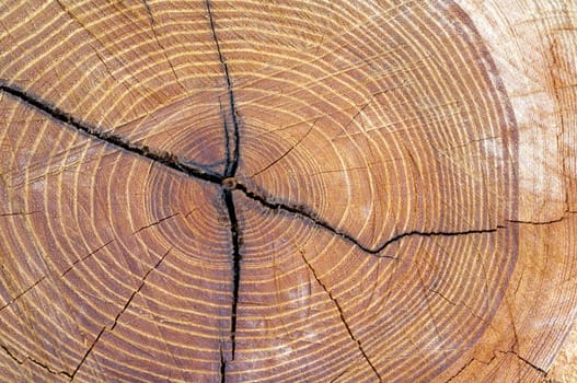 Jahresringe, holzscheibe, Baumscheibe