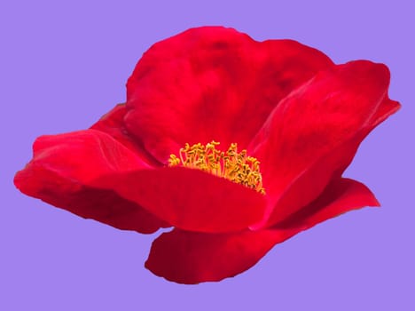 Strauchrose, Scharlachglut