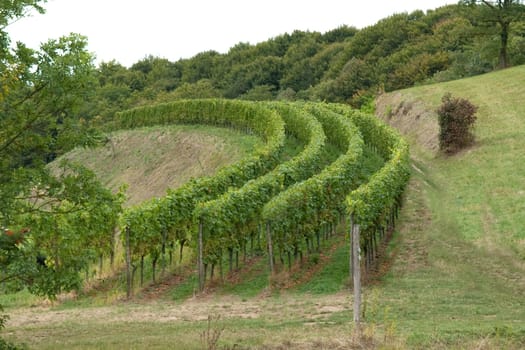 Weinstoecke, Kaiserstuhl