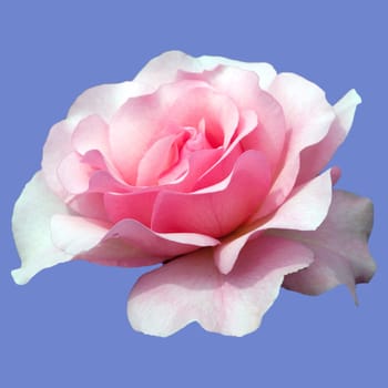Strauchrose, Rosario