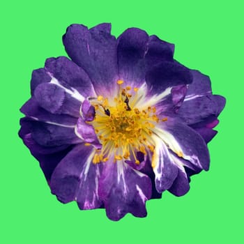 Kletterrose, Veilchenblau