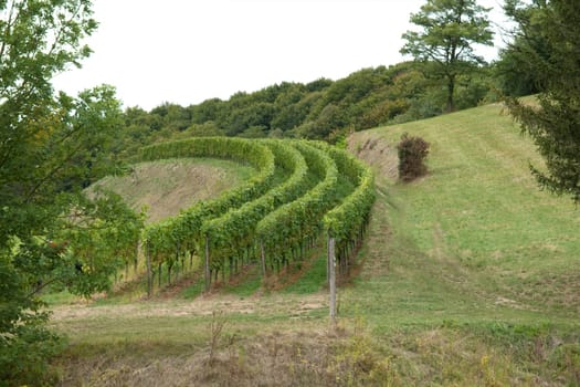 Weinstoecke, Kaiserstuhl