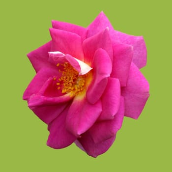 Kletterrose, Chewscentide