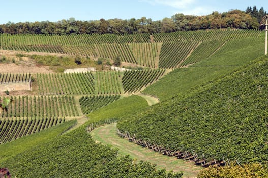 Weinterrassen Blankenhornsberg, kaiserstuhl