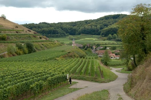 Weinberge, Haselschacher, Buck