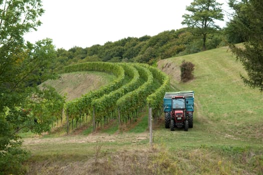 Weinlese, Kaiserstuhl