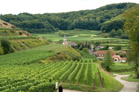 Weinstoecke, Kaiserstuhl