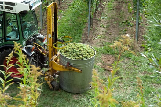 Weinlese, Kaiserstuhl