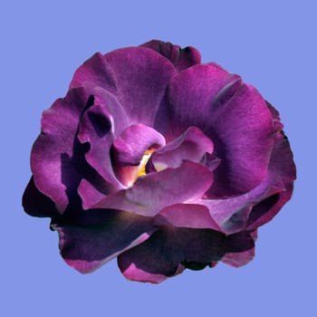 Strauchrose, Princesse Sibilla de Luxembourg