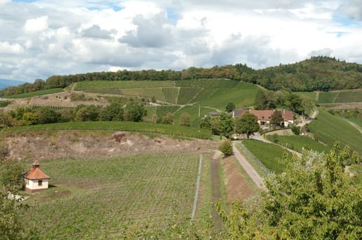 Weinterrassen Blankenhornsberg, Kaiserstuhl