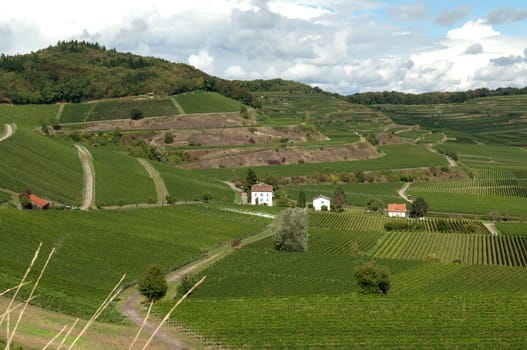 Weinterrassen Blankenhornsberg, Kaiserstuhl
