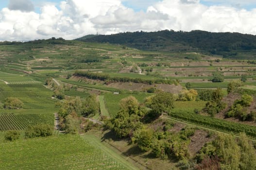 Weinterrassen Blankenhornsberg, Kaiserstuhl