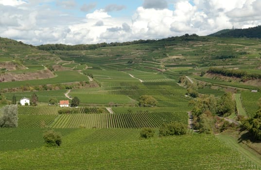 Weinterrassen Blankenhornsberg, Kaiserstuhl