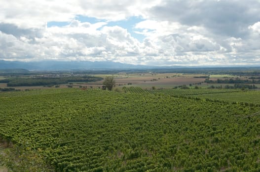 Weinterrassen Blankenhornsberg, kaiserstuhl