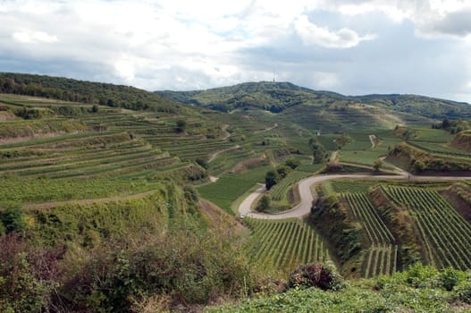 Weinberg, Terrassen, Kaiserstuhl