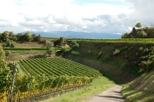 Weinterrassen Blankenhornsberg, Kaiserstuhl