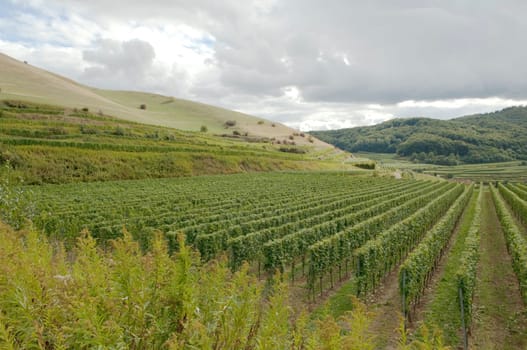 Weinberge, Haselschacher, Buck