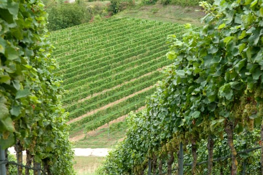 Weinterrassen Blankenhornsberg, Kaiserstuhl