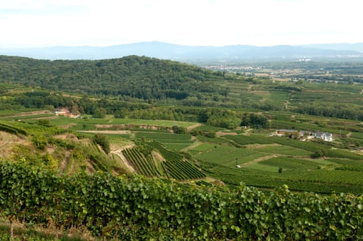 Weinterrassen Blankenhornsberg, Kaiserstuhl