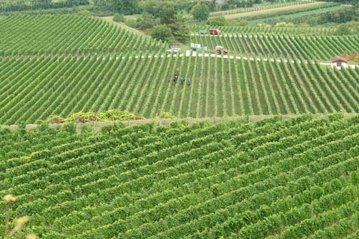 Weinterrassen Blankenhornsberg, kaiserstuhl