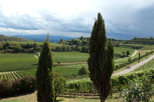 Weinterrassen Blankenhornsberg, Kaiserstuhl