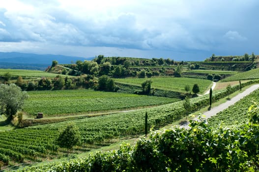 Weinterrassen Blankenhornsberg, Kaiserstuhl