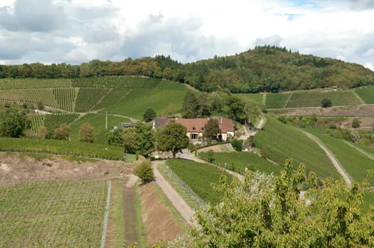 Weinterrassen Blankenhornsberg, Kaiserstuhl
